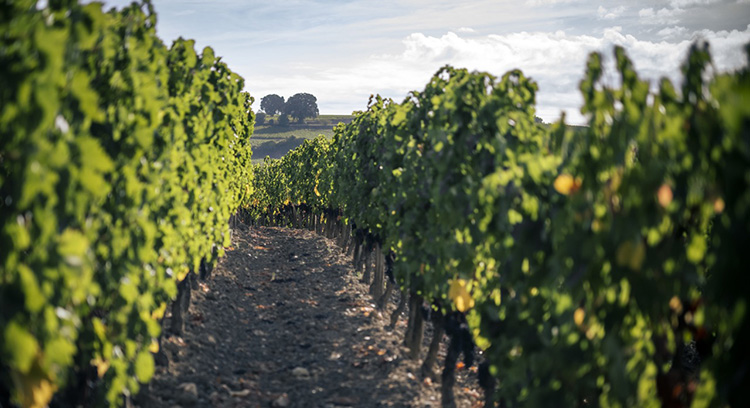 Haut Roc Blanquant - Saint-Emilion Grand Cru - Château Bélair-Monange