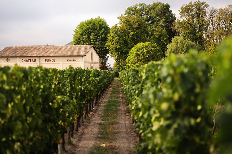 Chateau Plince vignoble