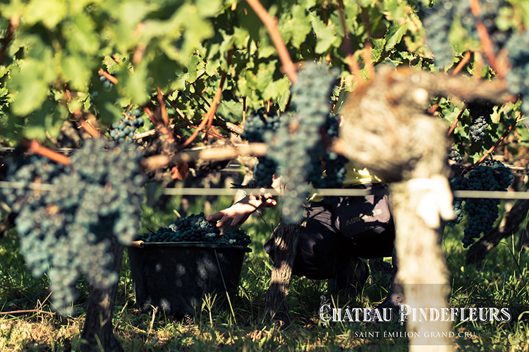 Château Pindefleurs - famille Lauret - Saint-Emilion Grand Cru