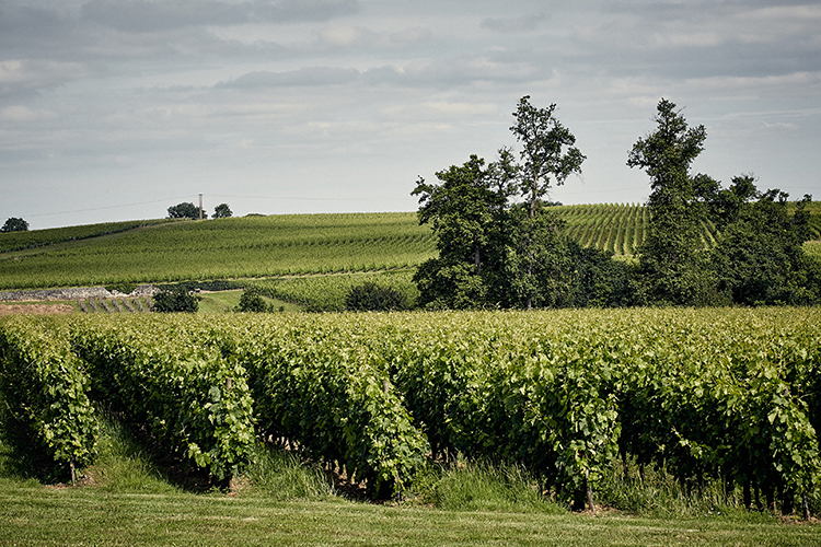 Château Peymouton, Saint-Emilion Grand Cru Classé - Exclusivité Ets. Jean-Pierre Moueix