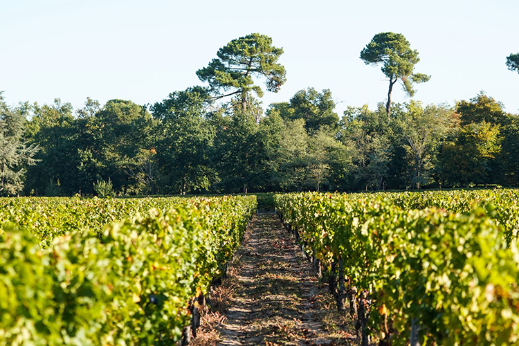 Chateau Chantalouette - Pomerol