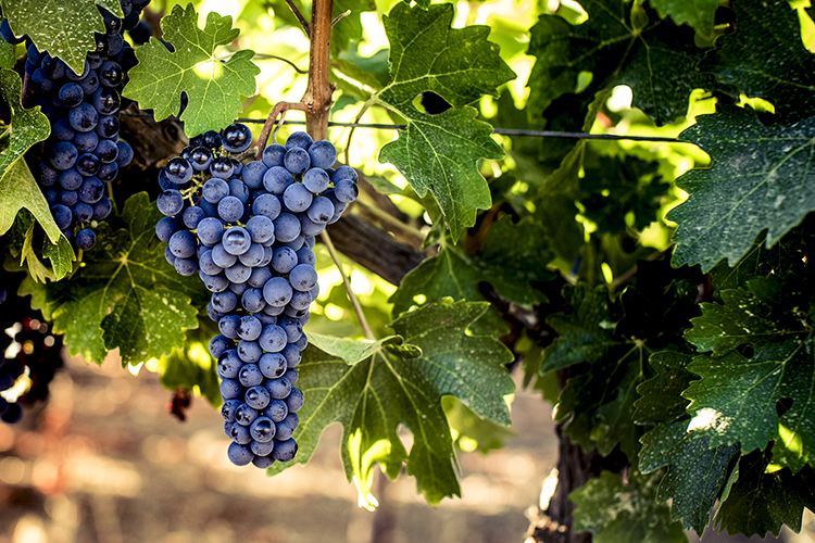 Othello - Dominus Estate, Napa Valley 